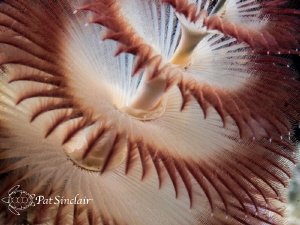 This Christmas Tree Worm was a rather ugly brownish color... by Patricia Sinclair 